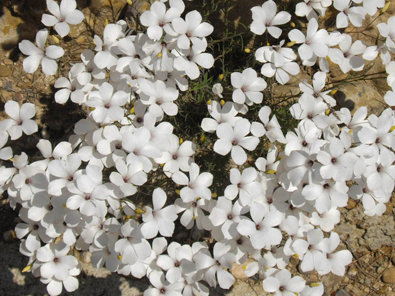 Linum suffruticosum photo